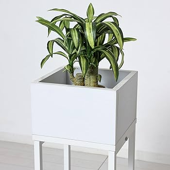 Amazon | クロシオ プランタースタンド棚付 (ロー) 白木目 w22